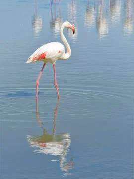 Flamingo in Camargue Stock Photos