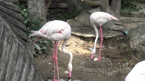 Flamingo caring for egg with her in the zoo. Video stock 61104218