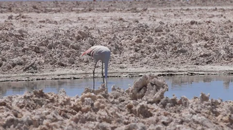 Flamingo in chile Video stock 33862058
