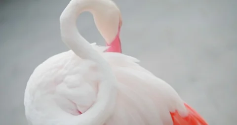 Flamingo clean feathers Stock Footage 113878913