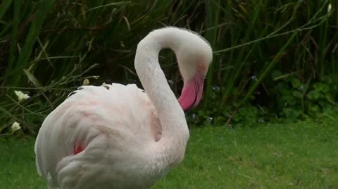 A  flamingo clean itself Stock Footage 12208107