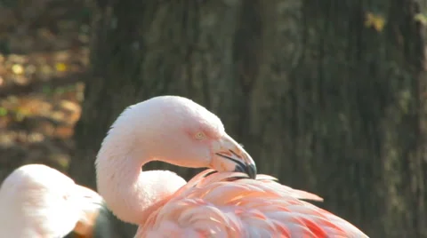 Flamingo cleaning feather HD Stock-Footage 991862
