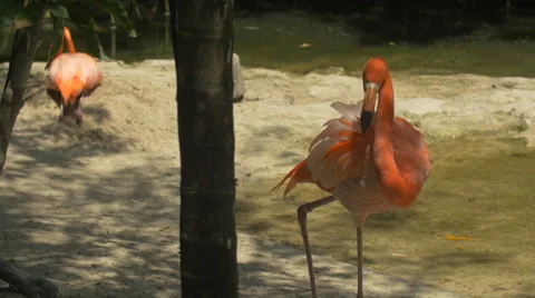 Flamingo cleaning its feather and sleeping at Xcaret Park, Mexico Stock Footage 50370301