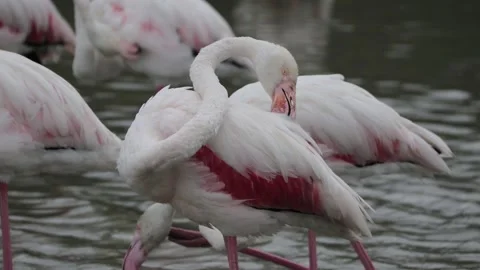 A flamingo cleaning it's feathers in la camargue Stock Footage 166393436