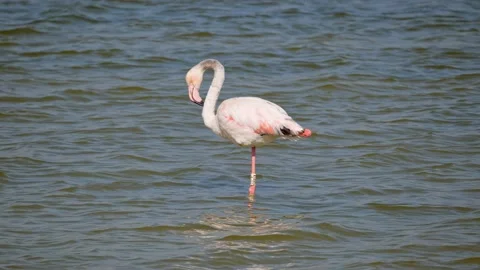 A flamingo is cleaning its feathers in the salt flats of Santa Pola. Stock Footage 153239207