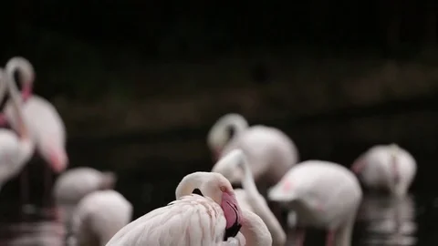 A Flamingo Cleaning itself Vídeo Stock 77185632