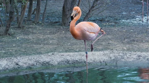 Flamingo cleans feathers and drink, standing on one leg in water Stockbeeldmateriaal 65752605