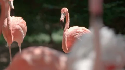 Flamingo close-up Video stock 270514108