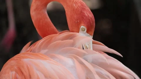 Flamingo Close-Up Stock Footage 323400430
