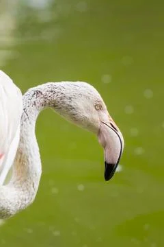 Flamingo close up  Stock Photos