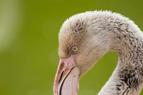Flamingo close up  Stock Photos