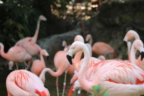 Flamingo close up Foto stock