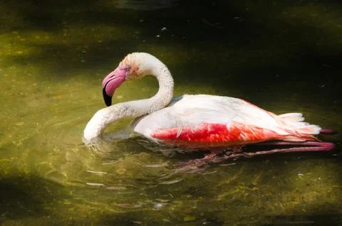 Flamingo close up. Stock Photos