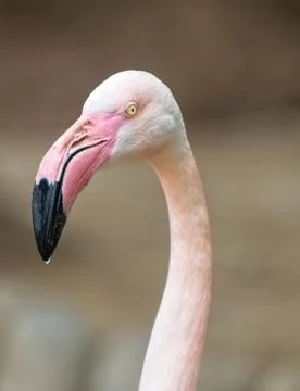 Flamingo close up view 库存照片