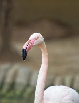 Flamingo close up view 库存照片