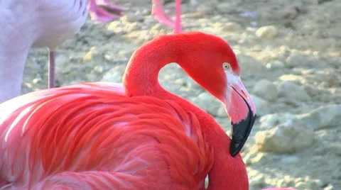 Flamingo Closeup Video stock 18982059