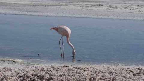 Flamingo closeup Stock Footage 83057911