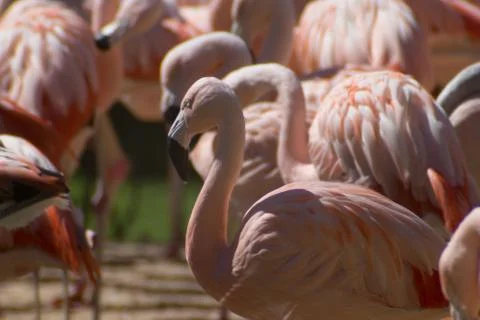 Flamingo Closeup Stock Photos