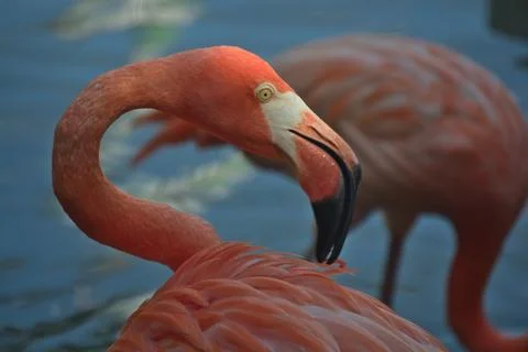 Flamingo Closeup Stock Photos