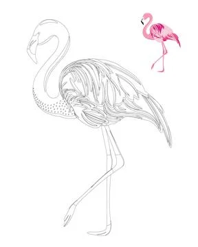 Flamingo coloring page. Stock Illustration