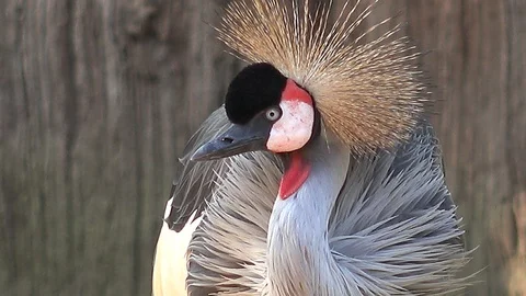 Flamingo Crane Stock Footage 127168016