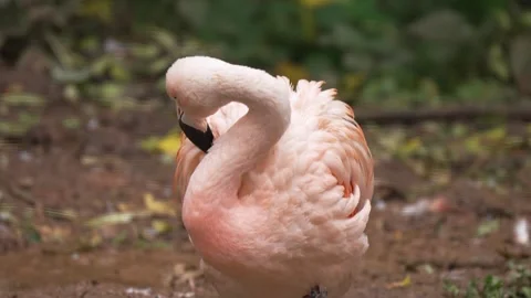 Flamingo curling neck gracefully while preening softly Stock Footage 326156771