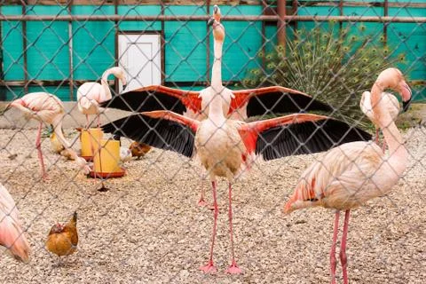Flamingo double with spread wings. Фото