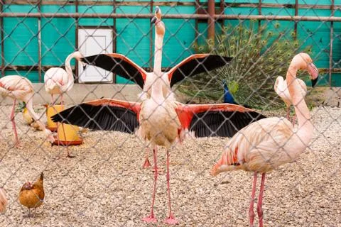 Flamingo double with spread wings. Photos
