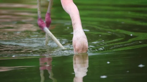 Flamingo drinking in green water 動画素材 338011360