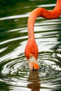 Flamingo drinking Fotos de archivo