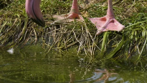 Flamingo drinking water. Stock Footage 116621572