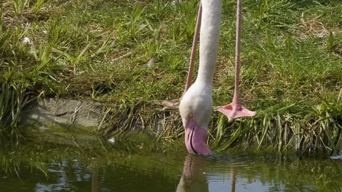 Flamingo drinking water. Stock Footage 116621969