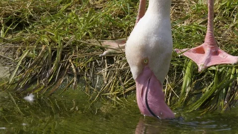Flamingo drinking water. Stock Footage 116622574