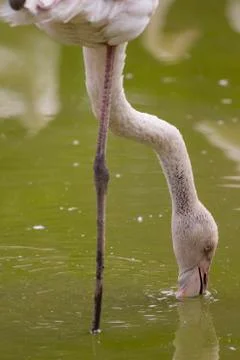 Flamingo drinking water  Stock Photos