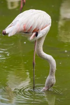 Flamingo drinking water  Stock Photos