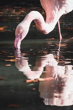 A Flamingo drinking Water Stock Photos