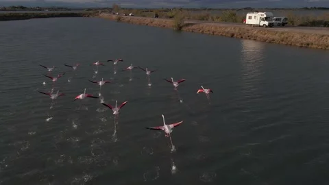 Flamingo drone Stock Footage 234729699
