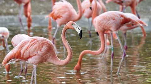 Flamingo with drops falling from its beak while another flamingo drinks from Stock Photos