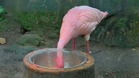 Flamingo eat 스톡 동영상 246802159
