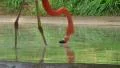 Flamingo Eating And Drinking HD Footage