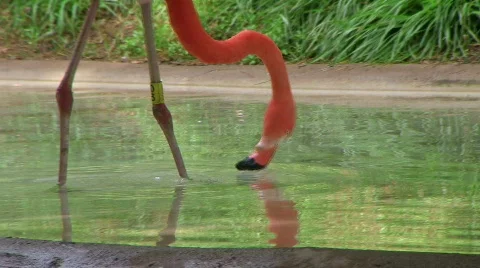 Flamingo Eating And Drinking 動画素材 680074