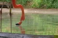 Flamingo Eating And Drinking Footage