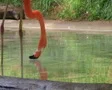 Flamingo Eating And Drinking SD Footage