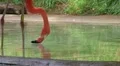 Flamingo Eating And Drinking HD Footage