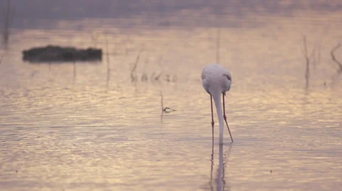 Flamingo eating Stock Footage 33539681