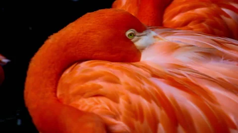 Flamingo eye close up Stock Footage 45661232