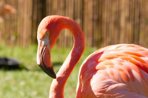 Flamingo Face Stock Photos