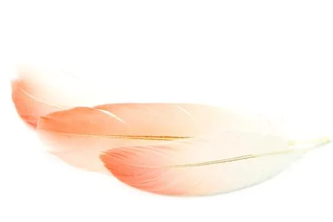 Flamingo feather isolated Foto stock