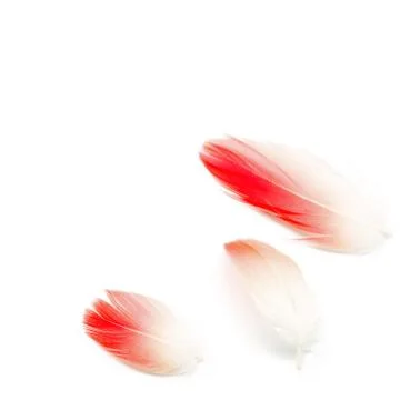 Flamingo feather isolated Stock Photos