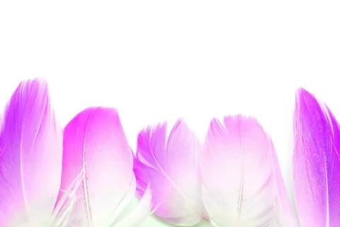 Flamingo feather isolated Stock Photos
